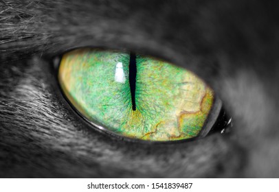 Macro close-up of grey fury cats green eye with narrow pupil