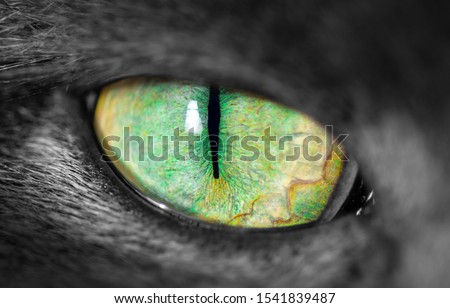 Similar – Image, Stock Photo All eyes on… Animal Pet