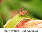 Macro closeup of a hairy lynx spider showcasing intricate details of its texture and structure, a fascinating subject in nature and wildlife photography for arachnid enthusiasts.