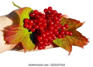 Macro Closeup Of A Hand Holding Beautiful Scarlet Red Fruits Of Viburnum Opulus Guelder Rose, Kalina, European Cranberry Bush, Snowball Tree, Berries Isolated On White