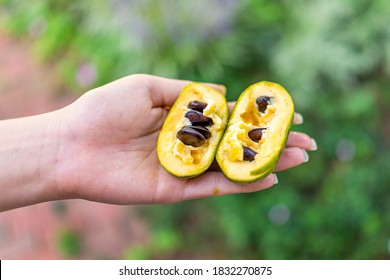 Macro closeup of hand holding ripe open juicy sweet pawpaw fruit in garden wild foraging with yellow texture and seeds