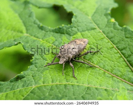 Macro Close-Up of Hemiptera Insect Resting on Green Leaf in Natural Habitat