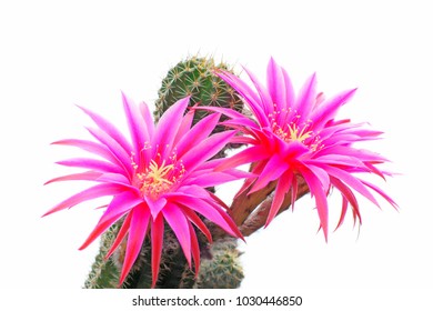 macro closeup of hot pink purple flowers of Echinopsis Lobivia hybrid cactus isolated on white