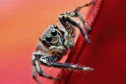 Macro En Gros Plan. Hyllus Semicupreus Jumping Spider. Cette Araignée Est Connue Pour Manger De Petits Insectes Comme Les Sauterelles, Les Mouches, Les Abeilles Ainsi Que D'autres Petites Araignées.

