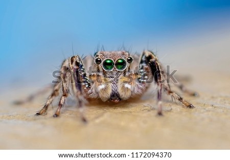 Macro closeup. Hyllus semicupreus Jumping Spider. 
This spider is known to eat small insects like grasshoppers, flies, bees as well as other small spiders.