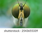 Macro close-up image of a fly’s compound eyes, showcasing intricate detail and vivid eye texture.