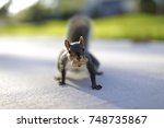 Macro closeup image of a cute squirrel with a nut in its mouth
