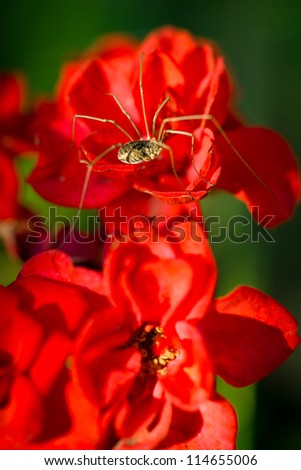 A macro, close-up image of a Daddy Longlegs Harvestman spider( Phalangium opilio ) sitting on a grouping of red flowers.