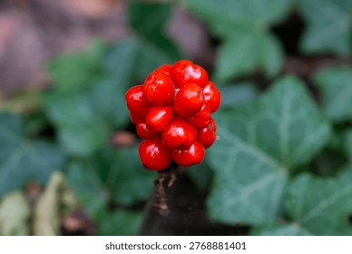 A macro closeup image of a small cluster of bright red berries on a Lords and Ladies plant, growing among green ivy on the forest floor. The ivy is in soft focus in the background, as light reflects from the smooth surface of the berries.