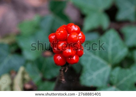 A macro closeup image of a small cluster of bright red berries on a Lords and Ladies plant, growing among green ivy on the forest floor. The ivy is in soft focus in the background, as light reflects from the smooth surface of the berries.