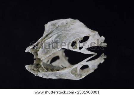 A macro closeup image of a small white animal skull reflected in a mirror against a black background.