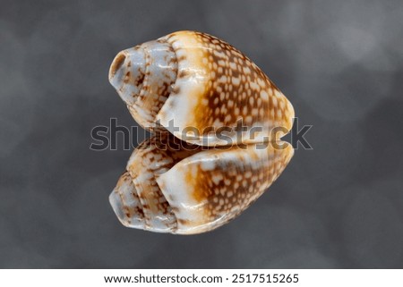 A macro closeup image of a tiny brown and white speckled sea shell against a black sparkly background with a bokeh effect. The shell is less than 1cm and is tipped with a grey spiral.