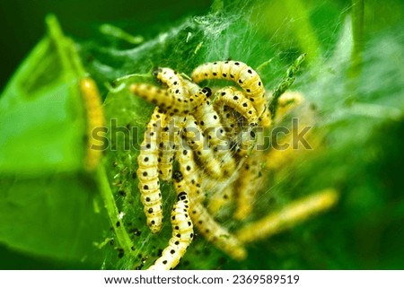 macro closeup insect larva butterfly, Poland 2023