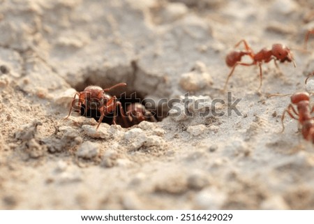 Macro close-up of invasive fire ants at hole in Texas ground, pest concept.