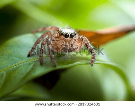 Macro Close-Up of a Jumping Spider on a Green Leaf