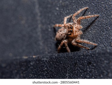 Macro close-up of a jumping spider resting on a dark textured surface, revealing its large eyes, hairy body, and remarkable details in a natural wildlife setting.