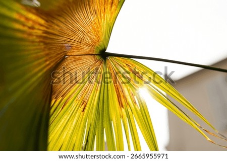 A macro close-up of a large palm leaf backlit by bright sunlight, creating an abstract pattern and texture. It evokes feelings of summer, heat, and tropical nature.