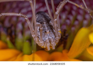 Macro close-up of a Leiobunum harvestman with long legs crawling on an orange flower in Quebec, Canada. Learn about the fascinating anatomy, behavior, and adaptations of arachnids and their role.