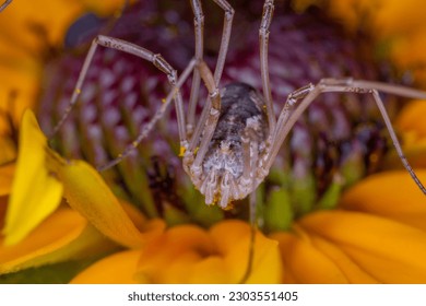 Macro close-up of a Leiobunum harvestman with long legs crawling on an orange flower in Quebec, Canada. Learn about the fascinating anatomy, behavior, and adaptations of arachnids and their role.