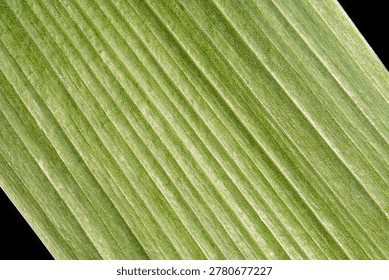Macro close-up of a light green leaf with parallel ribbed veins, fine speckled surface texture, and dark background for ecology, botany, organic, and abstract design.
