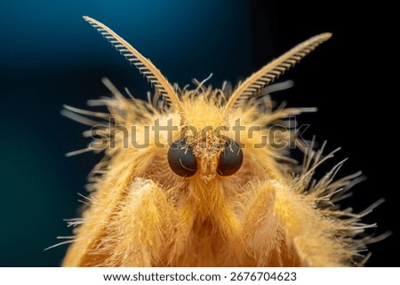 A macro close-up of a light yellow moth with a furry body and large, dark compound eyes. The moth's distinctive antennae are in sharp focus, and the background is a soft
