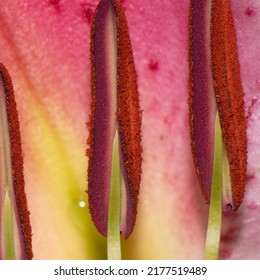 Macro closeup of a Lily 