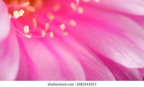 Macro Close-up of Lobivia Cactus Pink Flower for Backgrounds, Copy Space, and Graphic Design - Powered by Shutterstock