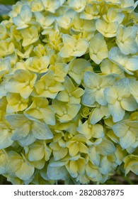 Macro close-up of a lush hydrangea flower cluster featuring delicate pastel yellow petals accented with soft blue edges. Tiny water droplets add freshness and natural detail, while the shallow depth of field highlights the intricate floral textures. Perfect for themes of nature, spring, summer, gardening, weddings, botanical design, and floral backgrounds.