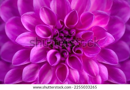 A macro close-up of a magenta, pink, purple coloured dahlia, centered