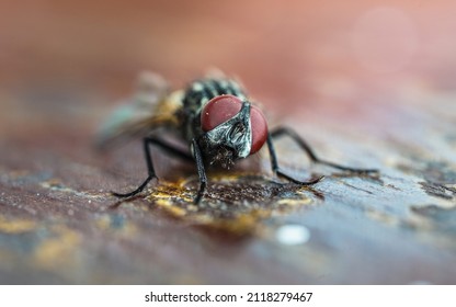 Macro close-up of mating flies