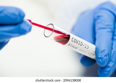 Macro Closeup Of Medical Worker's Hands In Blue Gloves Taking Patient COVID-19 Blood Test Sample From Test Tube Container Using Pipette,lab Serology Testing Procedure And Analysis Coronavirus Presence