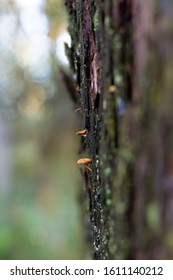 Macro Closeup Mushroom Grass Tiny Nature