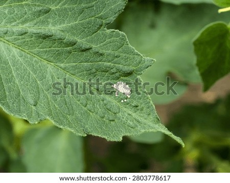 Macro close-up of a neat cluster of small, white insect eggs laid on the textured surface of a green tomato leaf.