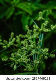 Macro Close-Up of Nutgrass Cyperus Sedge Weed Plant with Green Spiky Seed Heads