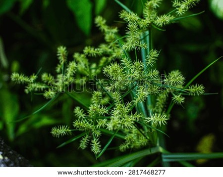 Macro Close-Up of Nutgrass Cyperus Sedge Weed Plant with Green Spiky Seed Heads