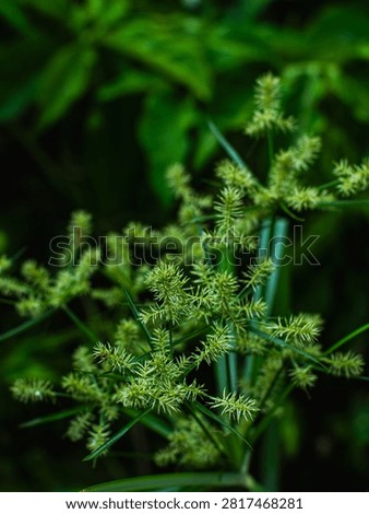 Macro Close-Up of Nutgrass Cyperus Sedge Weed Plant with Green Spiky Seed Heads