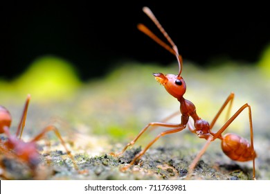 Macro Closeup On Weaver Ant
