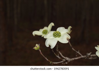 Macro closeup one blurred flowering Dogwood flower white and tiny green buds in the Spring in Georgia