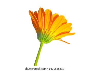 macro closeup of an orange yellow edible flower of Calendula officinalis Marigold plant and leaves isolated on white, medicinal herb and natural dye for fabrics, oil protects skin, prevents infection