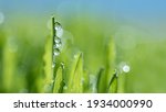 Macro Close-up of Organic Wheatgrass Sprouts. beautiful water drop sparkle in sun on leaf in sunlight, Fresh Wheatgrass plant organic for squeeze juice. Nature background. Texture. copy space.