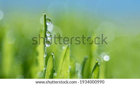 Macro Close-up of Organic Wheatgrass Sprouts. beautiful water drop sparkle in sun on leaf in sunlight, Fresh Wheatgrass plant organic for squeeze juice. Nature background. Texture. copy space.
