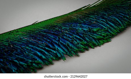 Macro close-up of a peacock feather section isolated on a white background