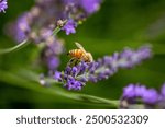 Macro, close-up photo of a beautiful vibrant honeybee eating nectar from lavenders and pollinating them