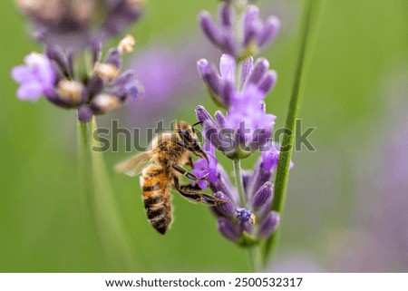 Similar – Image, Stock Photo Vibrant insect on lavender in natural habitat