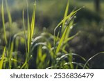 macro closeup photo of green grass with natural sun light and water drops