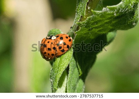 A macro close-up photograph capturing two orange-red Asian ladybeetles (Harmonia axyridis) mating on a vibrant green, textured leaf. The image clearly shows the black spots on their shiny elytra and the detailed tiny hairs on the leaf's surface under natural sunlight, with a soft, blurred green background creating a clean bokeh effect.