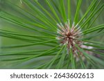 Macro close-up of pine needles arranged in a radial pattern, showcasing the vibrant green color and natural symmetry of a pine tree. Ideal for nature, background, or botanical themes