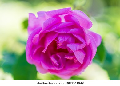 Macro Closeup Of Pink Kazanlik Rose, On Green Background In Bokeh, Horizontal, With Copy Space