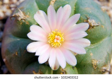 macro closeup of pink yellow white flowers of Lophophora williamsii Mescalito Anhalonium peyote cactus, a small pot plant blooming in spring and summer known for its folk medicinal properties