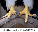 Macro close-up of powerful eagle talons showing sharp curved claws and textured scaly feet in high-detail wildlife photography capturing predator strength. Extreme detail shot reveals the rough skin texture, yellow scales, and formidable black talons of raptor feet demonstrating nature
